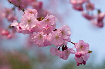 Cherry, Prunus 'Accolade'.