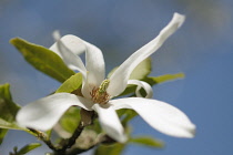 Magnolia, Magnolia stellata.