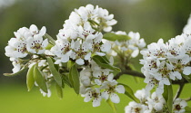 Pear, Pyrus communis.