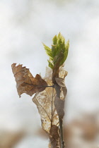 Oak, Quercus.