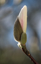 Magnolia, Magnolia denudata.