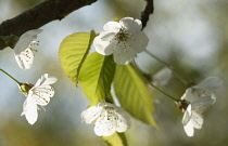 Cherry, Wild Cherry, Prunus avium.