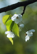 Cherry, Wild Cherry, Prunus avium.