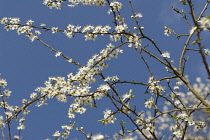 Blackthorn, Sloe, Prunus spinosa.
