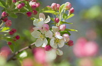 Crabapple, Malus 'Evereste'.