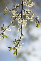 Blackthorn, Sloe, Prunus spinosa.