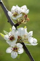 Pear, Pyrus salicifolia 'Pendula'.