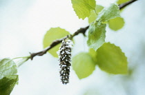 Aspen, Populus tremula.