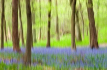 Bluebell wood, Hyacinthoides.