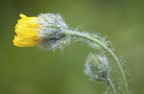 Marigold, Calendula.