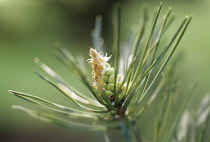 Pine, Scots pine, Pinus sylvestris.