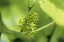 Grape, Vitis vinifera.