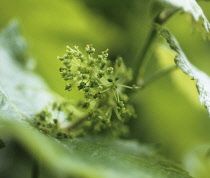 Grape, Vitis vinifera.