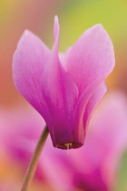 Cyclamen, Cyclamen purpurascens.