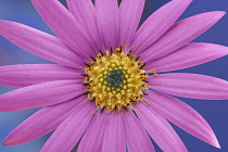 Osteospermum, Cape Daisy.