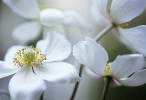 Anemone, Japanese anemone, Anemone japonica.