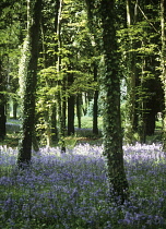 Bluebell Wood, Hyacinthoides.