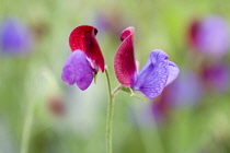 Sweetpea, Lathyrus odoratus.