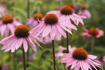 Echinacea, Purple coneflower, Echinacea purpurea.