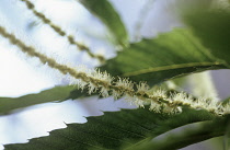 Chestnut, Sweet chestnut, Castanea sativa.