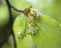 Beech, Fagus sylvatica.