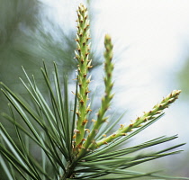Pine, Fir, Spruce, Picea.