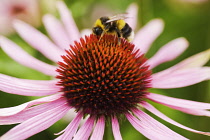 Echinacea, Purple coneflower, Echinacea purpurea.