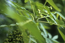 Walnut, Juglans regia.