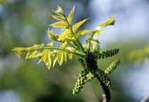 Walnut, Juglans regia.