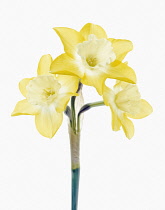 Daffodil, Narcissus.