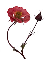 Potentilla.