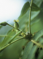 Walnut, Juglans regia.