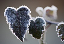 Birch, Purple birch, Betula purpurea.