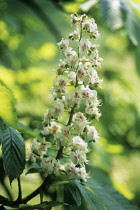 Horse Chestnut, Aesculus hippocastanum.