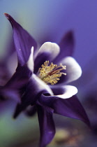 Aquilegia, Columbine, Aquilegia 'Magpie'.