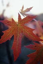 Sweetgum, Liquidambar styraciflua.