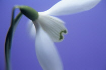 Snowdrop, Galanthus nivalis.