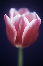 Tulip, Tulipa 'Lustige witwe'.