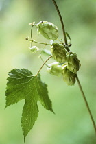 Hop, Humulus lupulus.