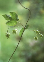 Hop, Humulus lupulus.