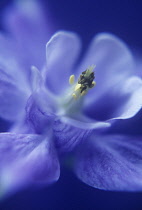 Aquilegia, Columbine, Aquilegia vulgaris.