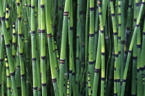 Horsetail, Water horsetail, Equisetum fluviatile.