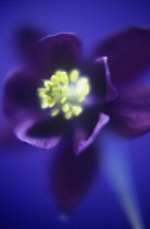 Aquilegia, Columbine, Aquilegia vulgaris.