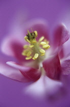 Aquilegia, Columbine, Aquilegia vulgaris.