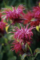 Bergamot, Monarda, Monarda 'Cambridge scarlet'.