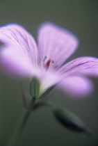 Cranesbill, Geranium.