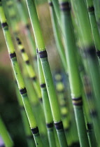 Horsetail, Water horsetail, Equisetum fluviatile.