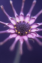 Osteospermum, Osteospermum 'Nairobi purple'.