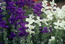 Sage, Salvia viridis 'Claryssa'.