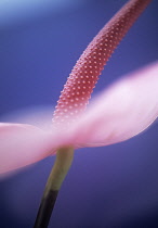 Painter's palette, Anthurium.